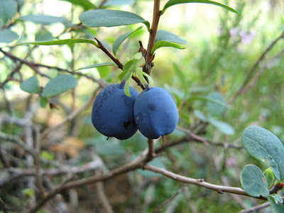 bilberry